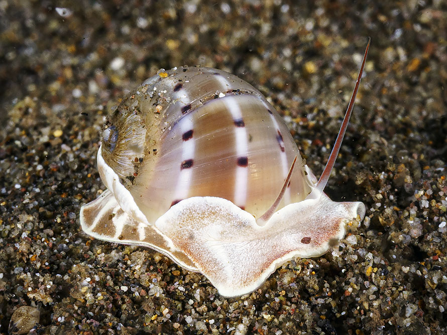 Quantonatica alapapilionis